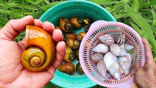 WOW FUN! Looking for and Finding Snails and Mas Snails (Sawah Conch)