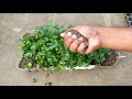 how to grow coriander ଧନିଆ cilantro at home with full updates