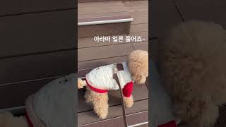 사진찍기 참 좋아하는 복떠니🐶