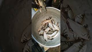 Very Rare Manipuri Ilish Fish Selling Video#shorts