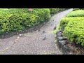 ウォーキングしたらカルガモ親子に遭遇した！ ウォーキング　 カルガモ親子　 城北公園　 静岡市　 小鴨　 鳩