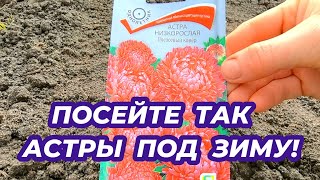 ПОСЕЙТЕ ТАК АСТРЫ ПОД ЗИМУ! Получите здоровые крепкие всходы астры весной!