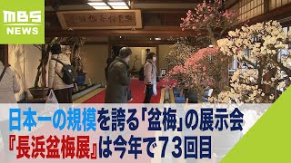 鮮やかに咲く梅の花　「盆梅」の展示会としては日本一の規模『長浜盆梅展』　今年で７３回目