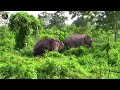 tea garden elephants of dooars.