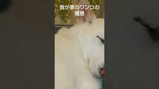 耳を澄まして！ワンコの小さな寝息#犬#寝息