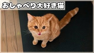 可愛くお返事する猫