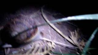 Youtube de bichos nocturnos,视频夜行性动物,nachtaktive Tiere Video,youtube,