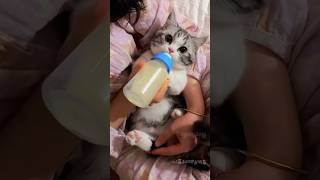 Get Ready for the MOST ADORABLE Kitten Moments!💕😻#cat #pets #kitten #cute