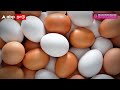 cock first or egg first முதலில் வந்தது முட்டையா கோழியா குழப்பத்தை தீர்த்த விஞ்ஞானிகள்