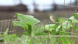 ♪鳥くん野鳥動画（沖縄県石垣島）シマアカモズいいJO6A8153