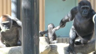 Gorilla is very popular. Gentaro Kintaro Momotaro Genki - #10 🦍 kyoto City Zoo