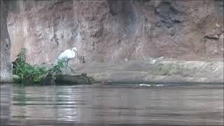 Hippo farting