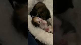 My first foster kittens! Falling in love…