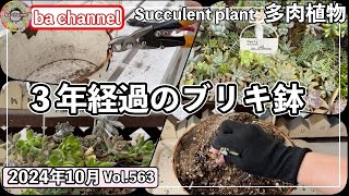 563{多肉植物} ３年経過のブリキ鉢🔸使えるもの捨てるもの【２つ同時解体】【予定置き場所で苗を考える】【ba多肉】【baチャンネル】【Succulent】