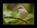 a lesser whitethroat sylvia curruca singing in france