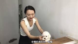 茶杯犬博美犬第一次接受训练，不到5秒就学会了拜拜还会作揖