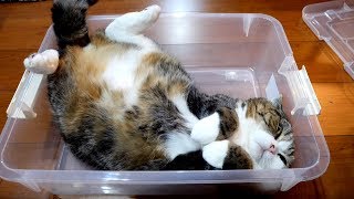 プラケースで寛ぐねこ。-Maru relaxes in the plastic box.-