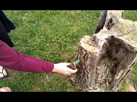 Awesome Geocache Youtube