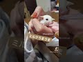 ミルクを飲むフクロモモンガの赤ちゃん