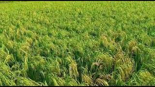 VGD-1 நெல் ரகம் | VGD-1 Paddy varieties | Agrirajesh | @vivasayapokkisham