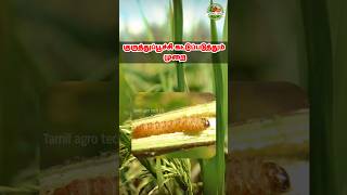 குருத்துப்பூச்சி கட்டுப்படுத்தும் முறை | Rice Stemborer #agriculture #stemborer #leaffolder #shorts