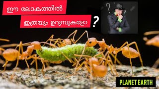 documentary about ant | ants malayalam documentary |ഈ ലോകത്തിൽ  ഇത്രയും ഉറുമ്പുകളോ.??🐜🐜🐜🐜|ANT MAN