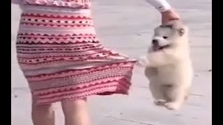 养狗劝退！看完这个视频你还想养狗吗？#狗#funnydog #shorts