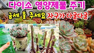 걸이대 다육이 다이소 영양제 물주기 적심한 다육이 목대에 자구가 풍성하게 나오네요 Succulent 多肉植物  다육이 키우기