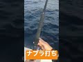 マグロのナブラ打ち