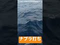 マグロのナブラ打ち