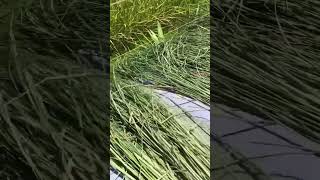 しめ縄に使う藁を干しています。/Straw used for shimenawa (sacred straw rope) is dried.