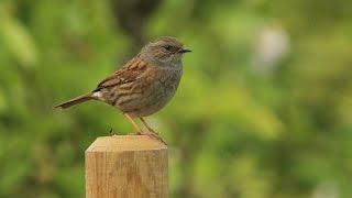 accenteur mouchet HD / Dunnock HD