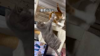 ヒモで遊んでただけなのに　#cat #ただねこ動画 #猫のいる暮らし #かわにゃんこ #ねこ #ねっこ #癒し #にゃんこわんこ