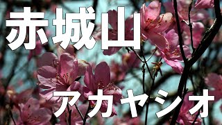 【5月上旬】赤城山のアカヤシオ☆（篭山、鳥居峠、利平茶屋森林公園～）