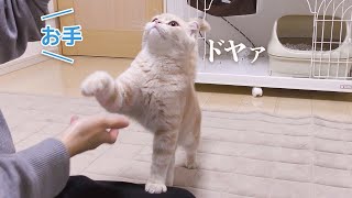 生後5ヶ月でお手をマスターした子猫【スコティッシュフォールド】