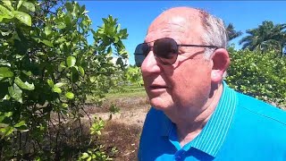 Florida citrus industry fighting for its life