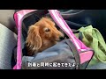 【ダックスフンド】愛犬の定期検査（胆泥）と・・・。久しぶりに〇〇ちゃんがお泊りに来たよ！愛犬たちの反応は？仲良くなれたかな？？？