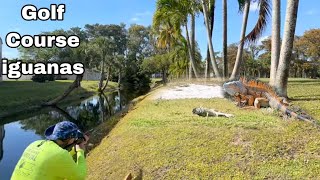 Taking care of iguana Business at Golf Course finishing up Contract