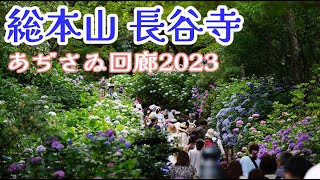 【あぢさゐ回廊】アクセス、渋滞、駐車場は？2023年のアジサイ見頃!!ぶらり旅 第387回 「奈良県：総本山 長谷寺」-関西,紫陽花、hydrangea,Hasedera Temple-