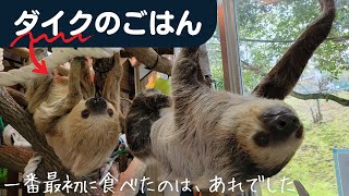 ナマケモノのもぐもぐタイム #asmr #sloth #咀嚼音