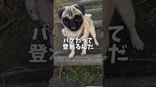 パグがこんなに登れるなんて知りませんでした。。wwww #shorts #shortvideo #パグ #犬 #dog #pug