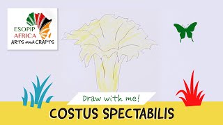 How to draw the Costus spectabilis, Nigeria's national flower