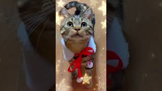 メリークリスマスな猫カップルたちが可愛い過ぎ♡