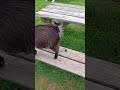 goat poops 💩 on table 😱😱😱 shorts