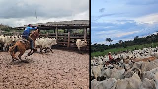 VAMOS RETIRAR O GADO DA FAZENDA XODÓ 😱