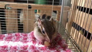 【シマリス🐿】2017.6-2 それは・アーモンド・🐩vs🐿