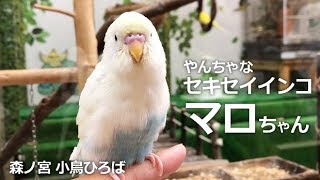 天使のようなインコ マロちゃん【森ノ宮 小鳥ひろば】ごにょごにょセキセイさんのおしゃべりに癒される..♡