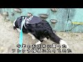 ボーダーコリー子犬／生後8ヶ月になりました