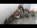 日本うずら 30日目 japanese quails 20170511