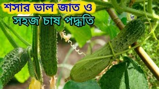 শসা চাষ করে ভালো লাভ পেতে পারেন।। খিরা শসা চাষ পদ্ধতি